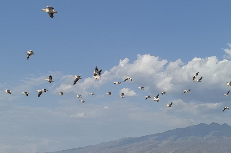 Safari Categories in Tanzania