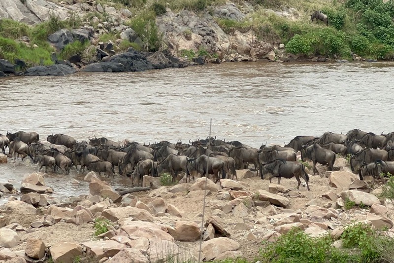 Great Migration Safari: Witness Nature’s Greatest Show