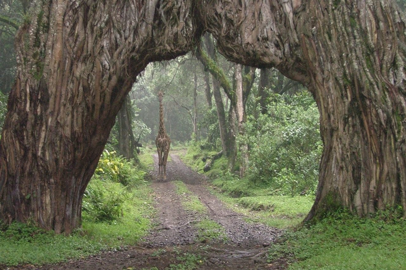 A DAY TRIP ITNERARY IN ARUSHA NATIONAL PARK